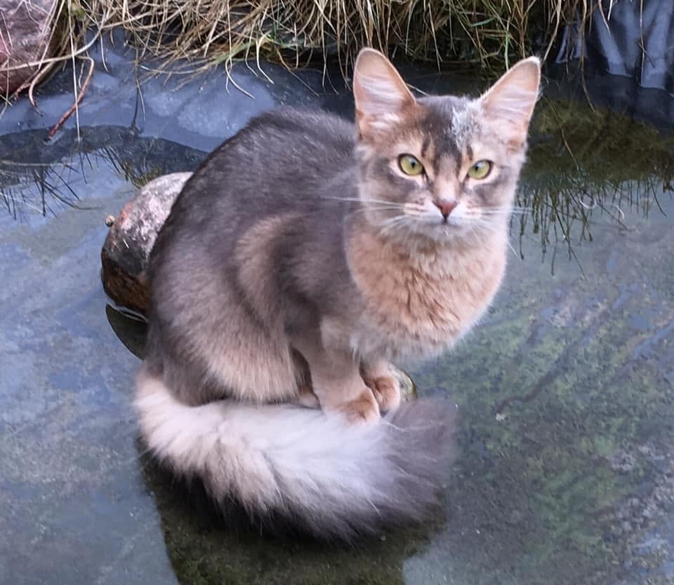 Kaisa Stina av Abyata aka Iris som a