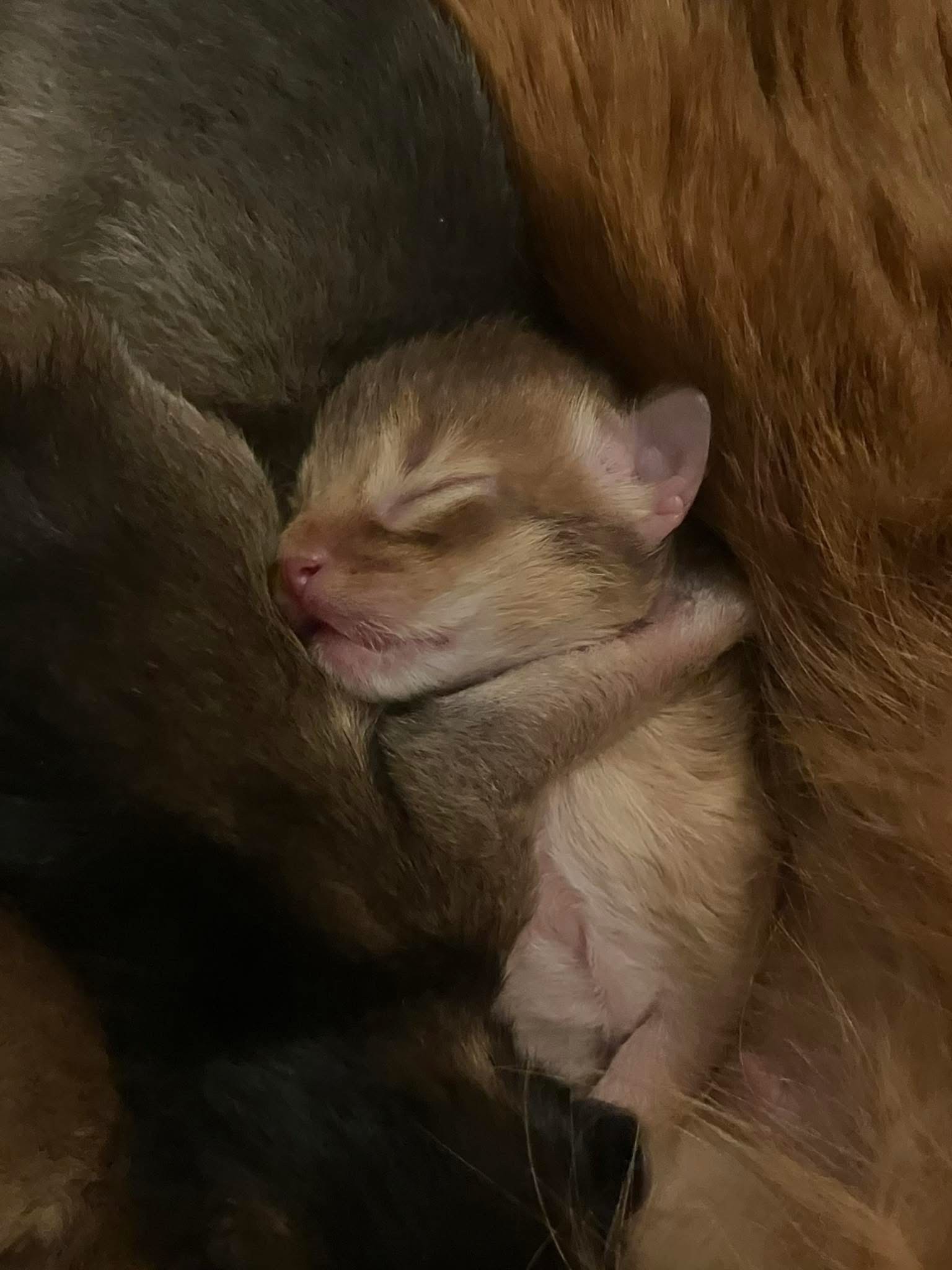 SE*Kung Minos Toulose som o